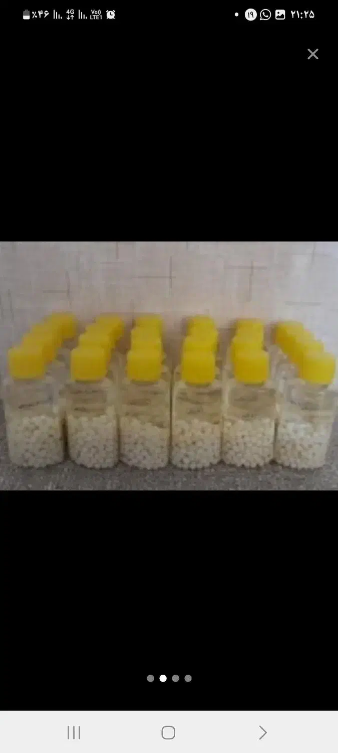 حلزون کلاژن ساز اچانتیا|خزنده|بندرعباس, |دیوار