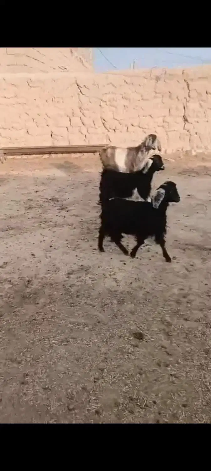 بز دوقلو|حیوانات مزرعه|شاهرود, |دیوار