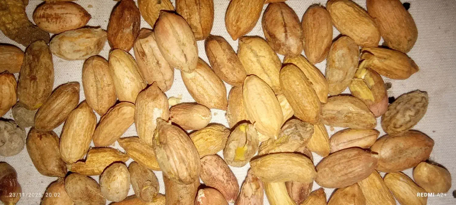 بادام زمینی|خوردنی و آشامیدنی|پاکدشت, شهرک امام رضا|دیوار