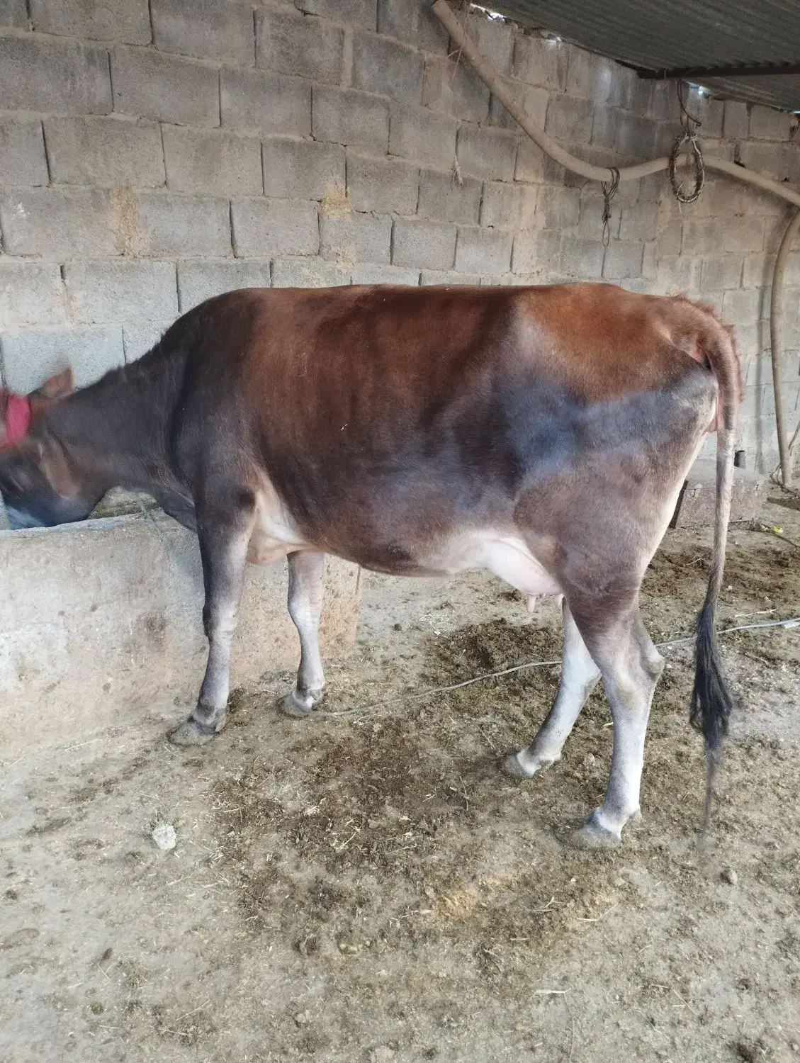 فروش گاو و گوساله|حیوانات مزرعه|لامرد, |دیوار