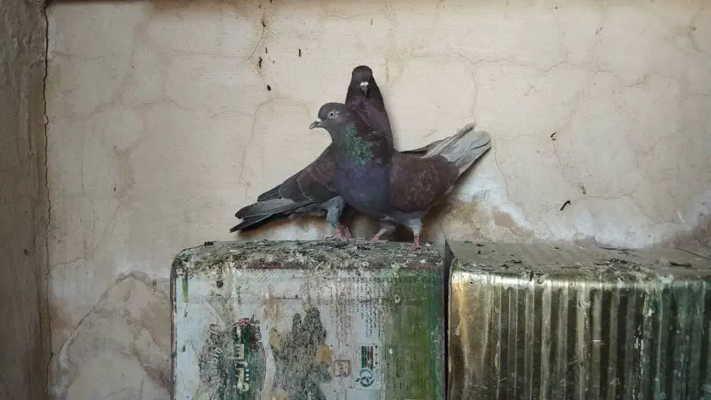 کبوتر جفت تهرانی سرخ|پرنده|خاش, |دیوار