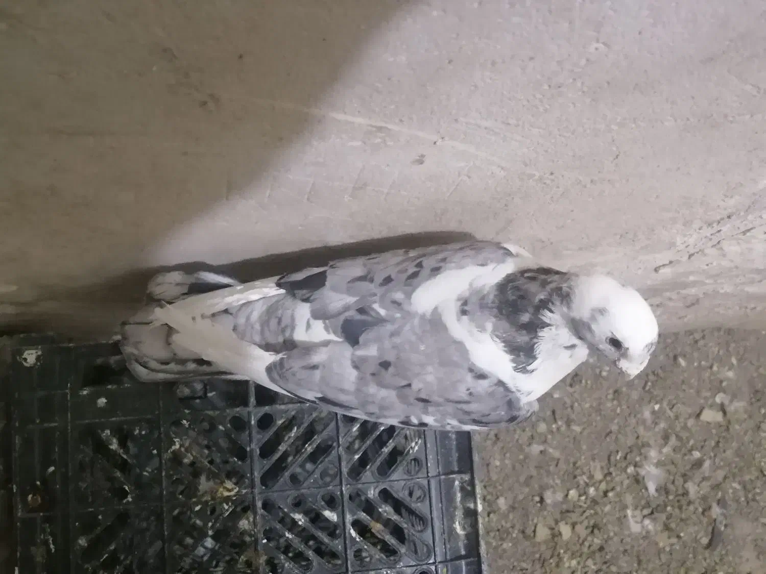 پلنگ کرمونی|پرنده|تربت‌حیدریه, بی بی حسنیه|دیوار