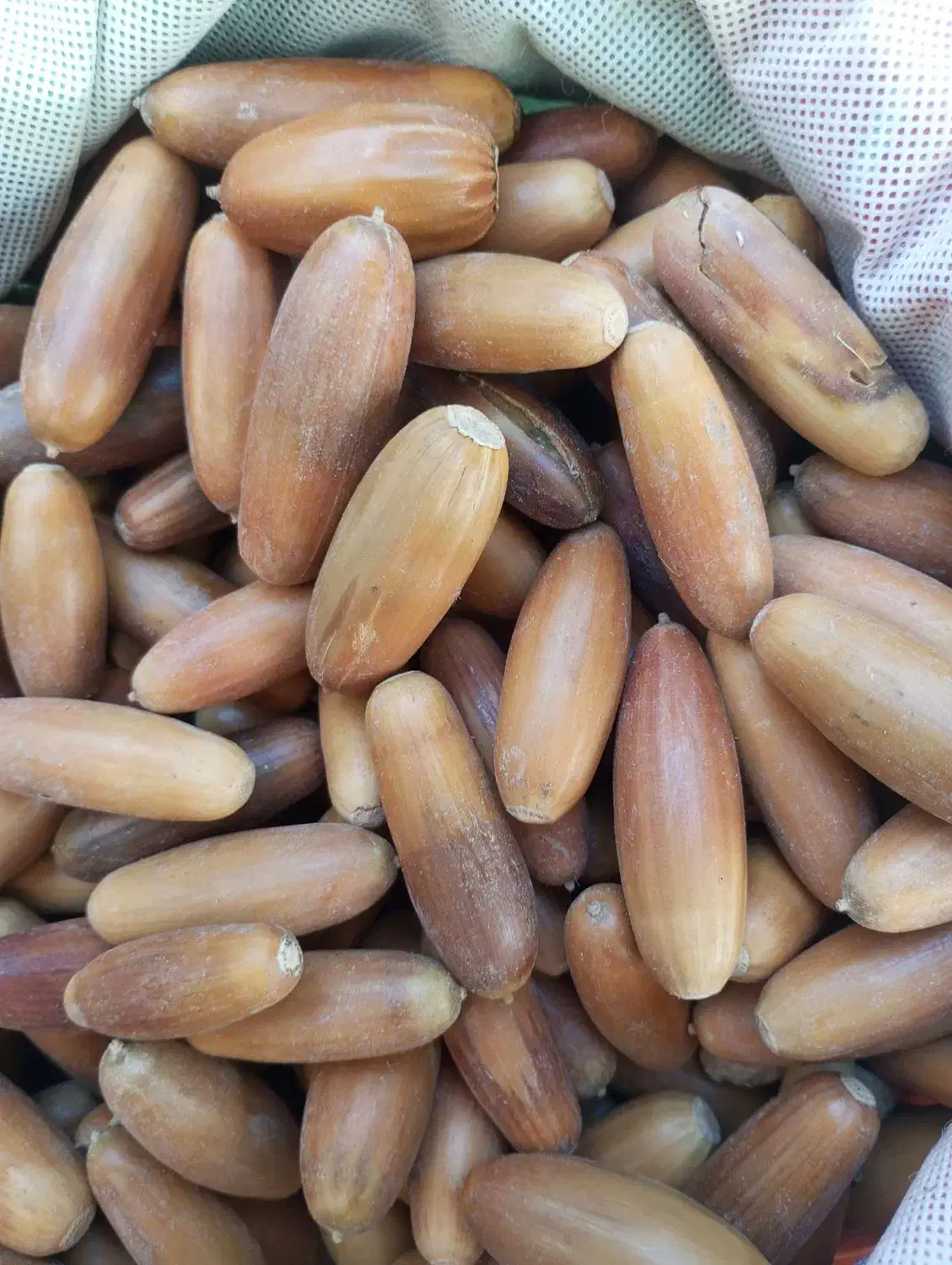 بلوط جنگلی|خوردنی و آشامیدنی|بانه, |دیوار