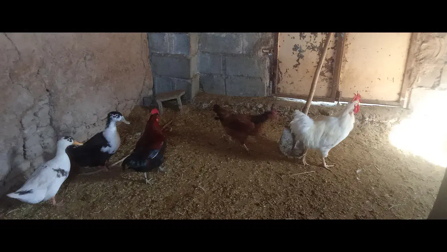 یک عدد مرغ دو عدد خروس دو عدد مرقابی سالم|حیوانات مزرعه|چاپشلو, |دیوار