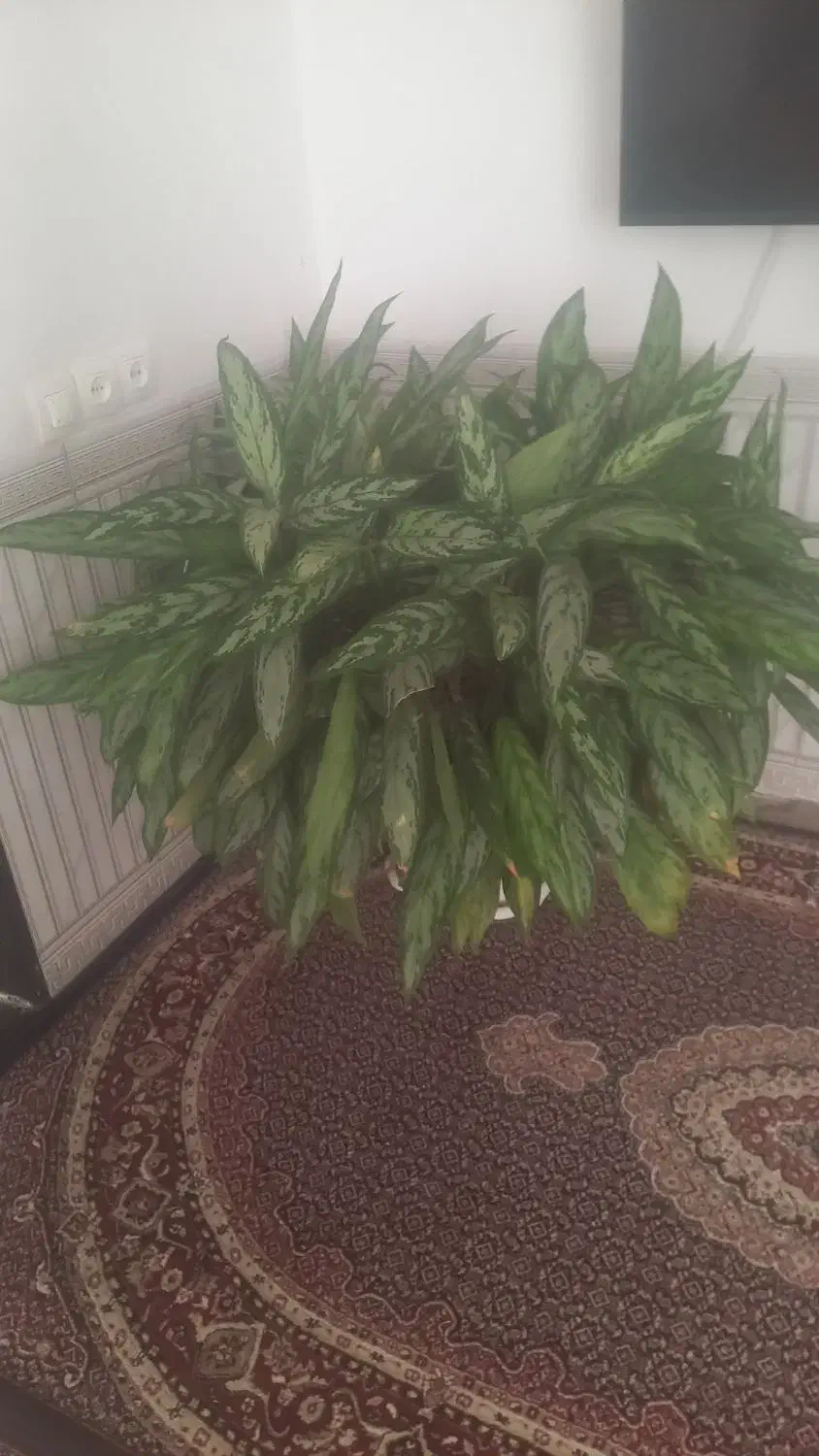 گل طبیعی|گل و گیاه طبیعی|ثلاث باباجانی, |دیوار