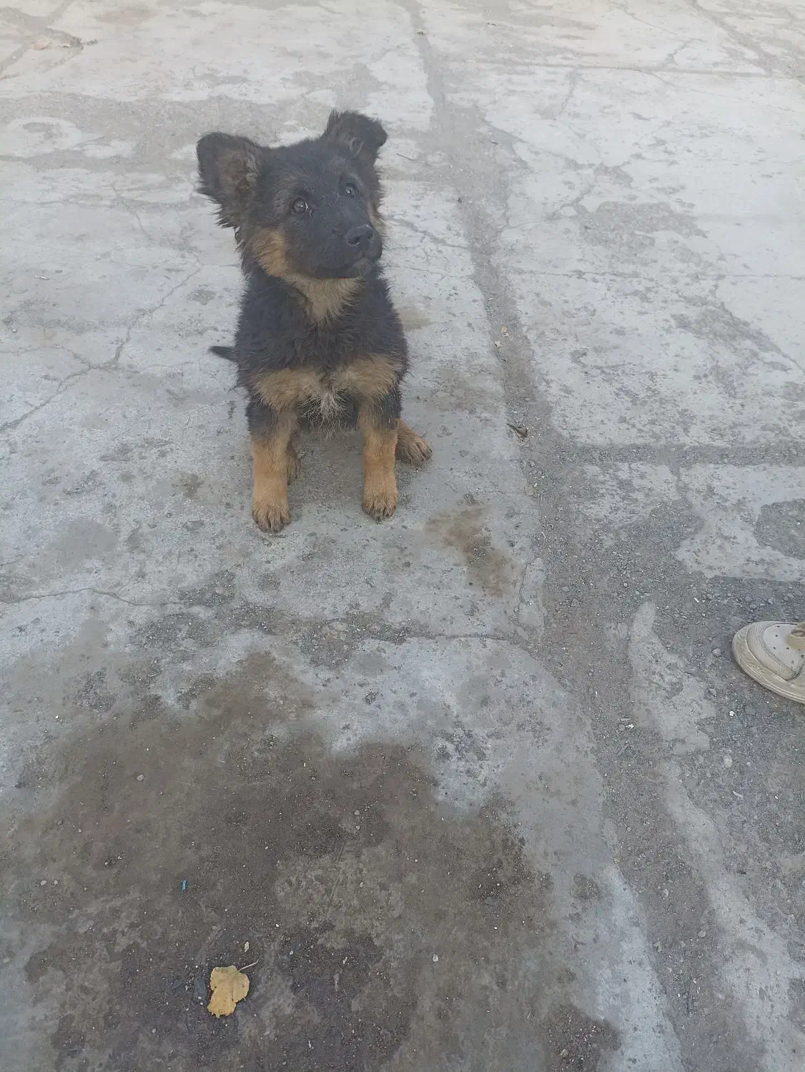 توله ماده ژرمن سه ماه|سگ|مشهد, امیریه|دیوار