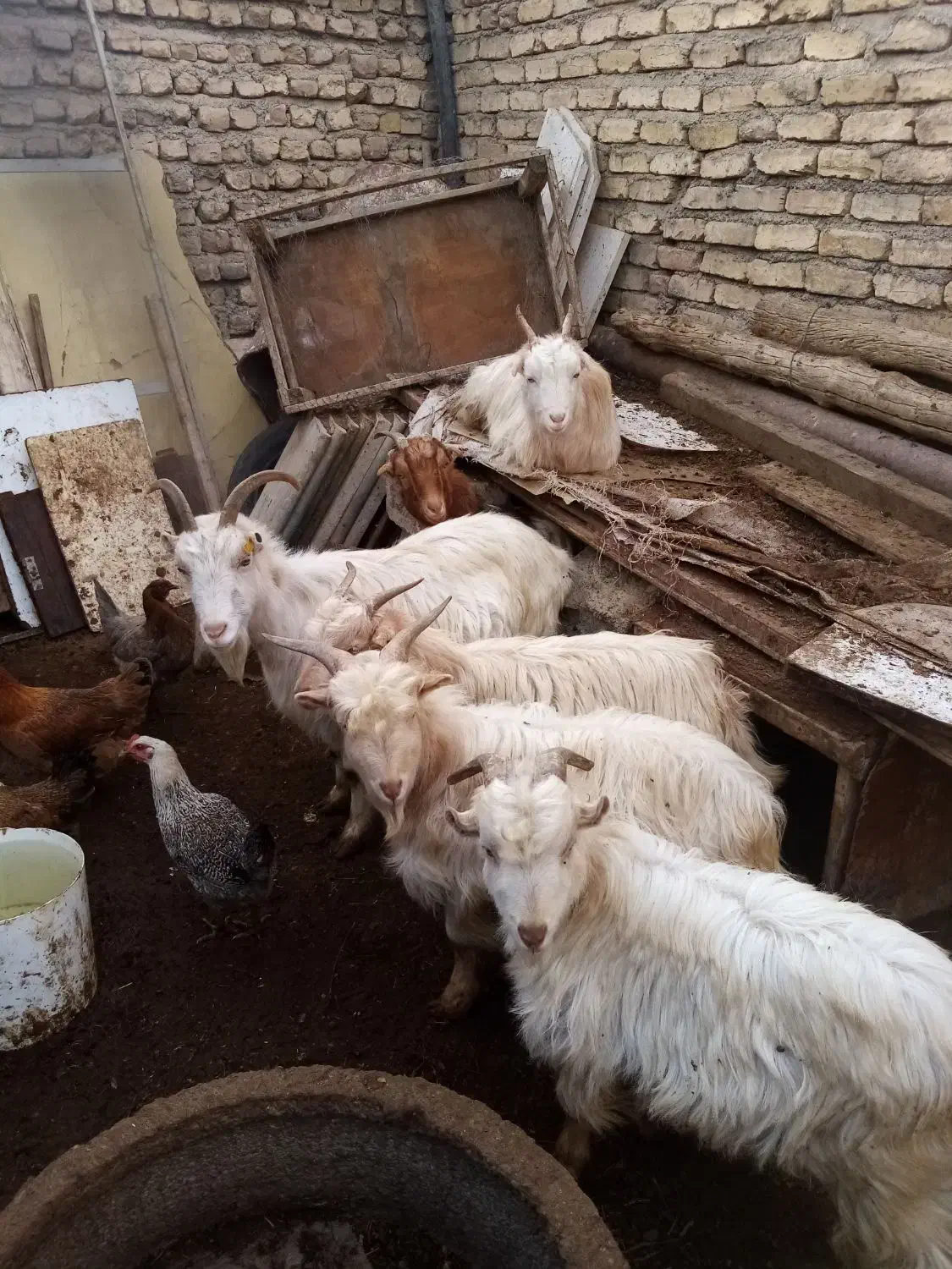 گوسفند زنده|حیوانات مزرعه|رباط‌کریم, رباط‌کریم|دیوار