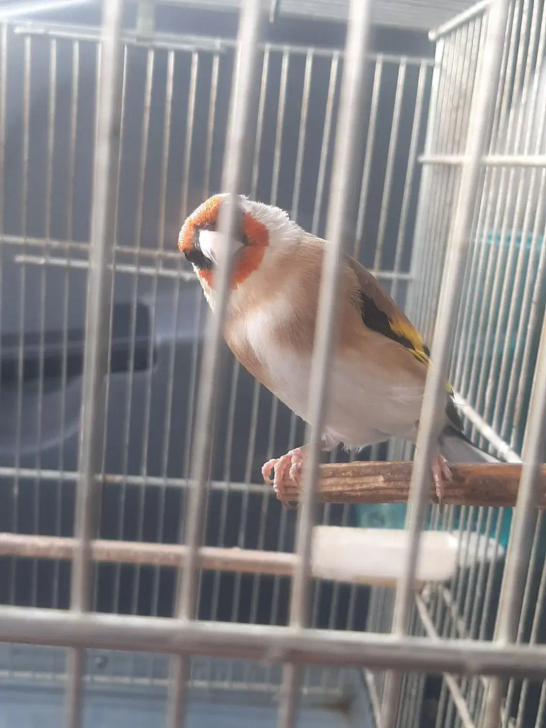 سهره نر|پرنده|مشهد, کارمندان دوم|دیوار