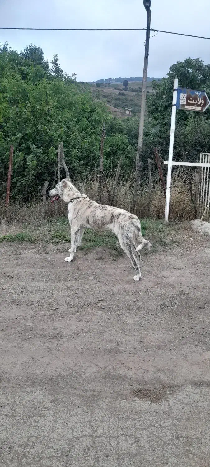 توله افغان|سگ|برهسر, |دیوار