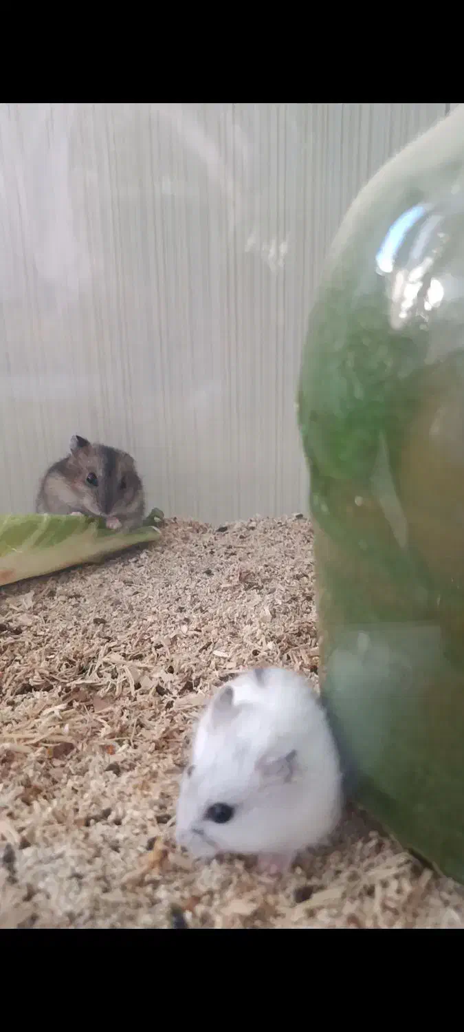 فروش همستر|موش و خرگوش|نورآباد, |دیوار