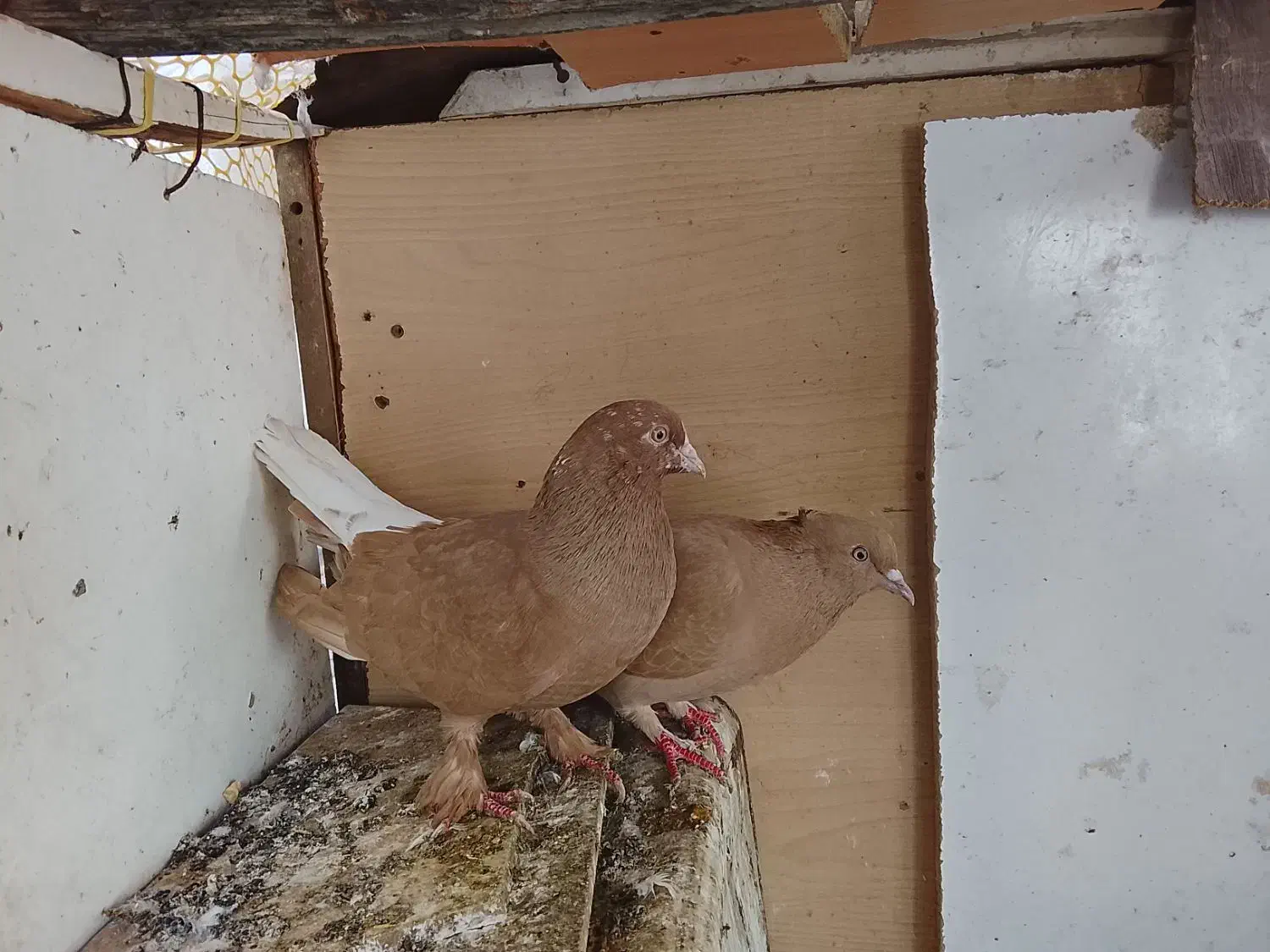 کبوتر|پرنده|جم, |دیوار