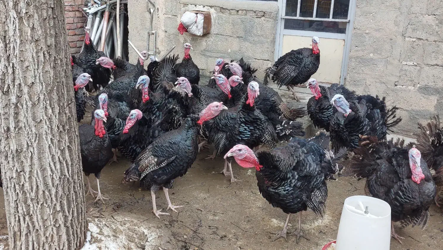 بوقلمون سیاه|حیوانات مزرعه|سقز, |دیوار