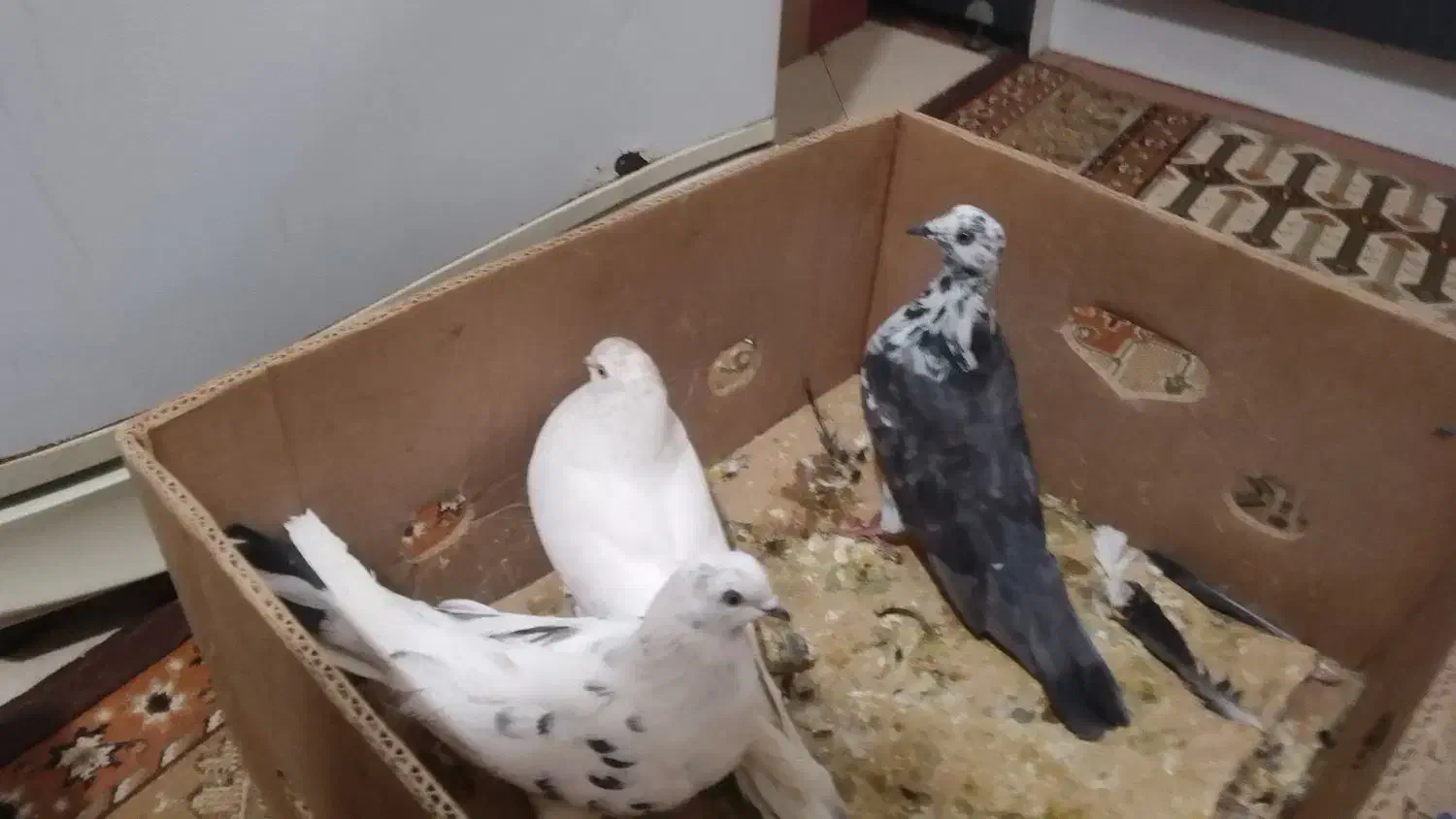 ۱۷تا کبوتر پرشی یجا|پرنده|بومهن, |دیوار