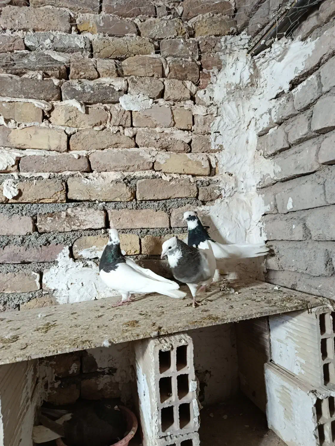 طوقی همه رنگ|پرنده|اسفرورین, |دیوار