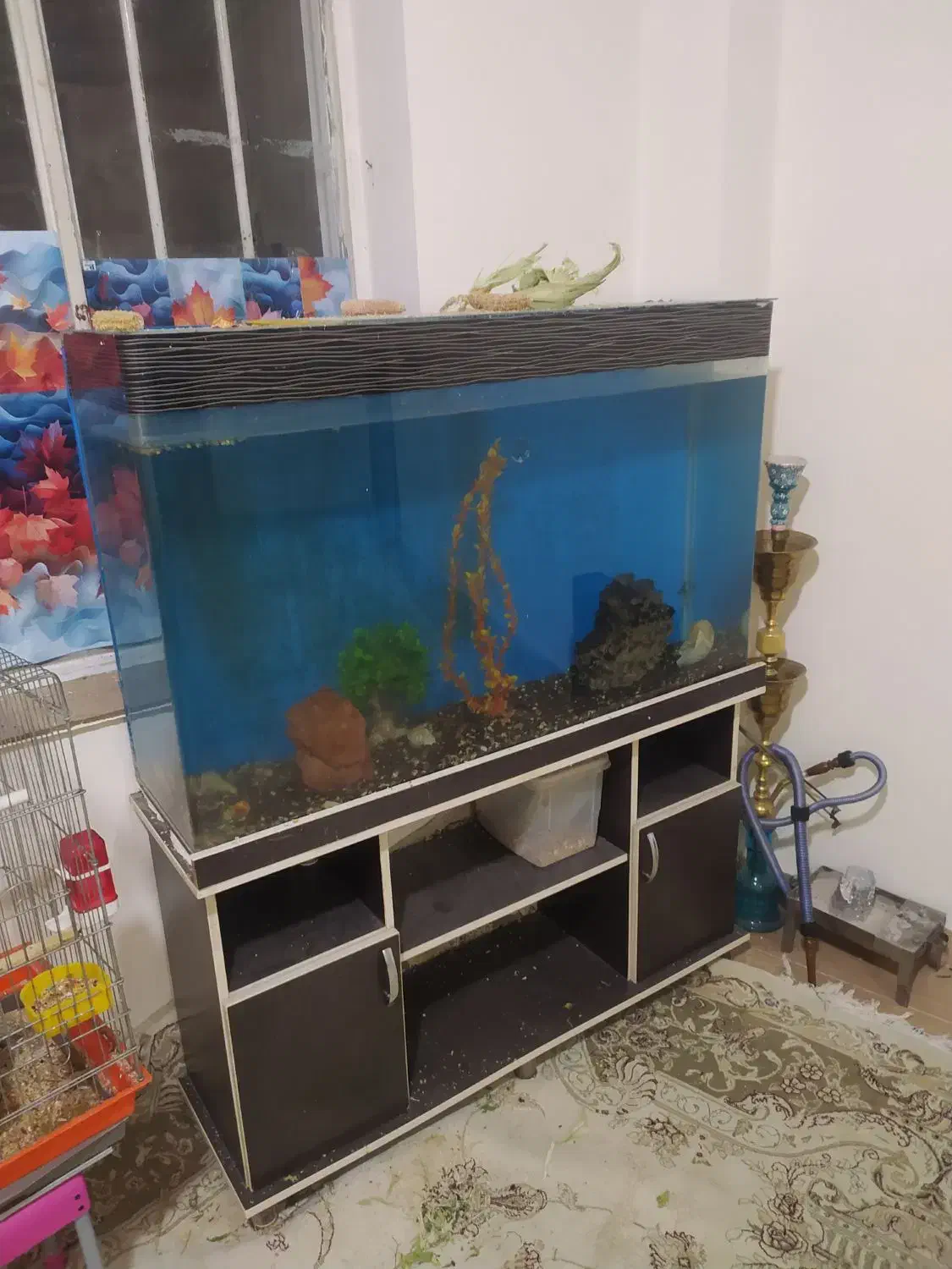 اکواریوم|ماهی|کرمانشاه, |دیوار