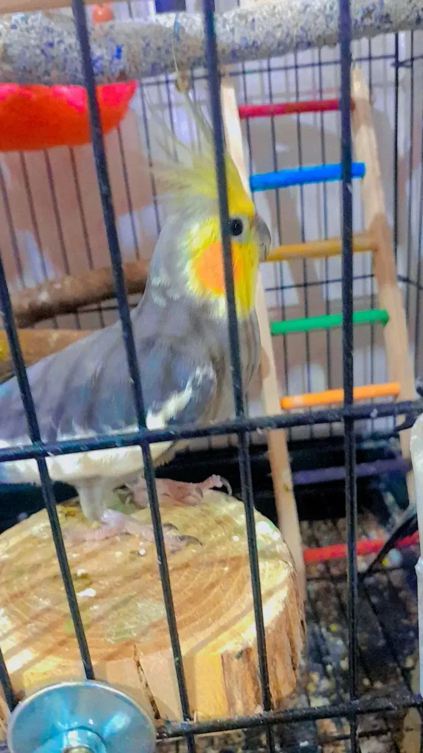 عروس هلندی نر|پرنده|پارس‌آباد, |دیوار