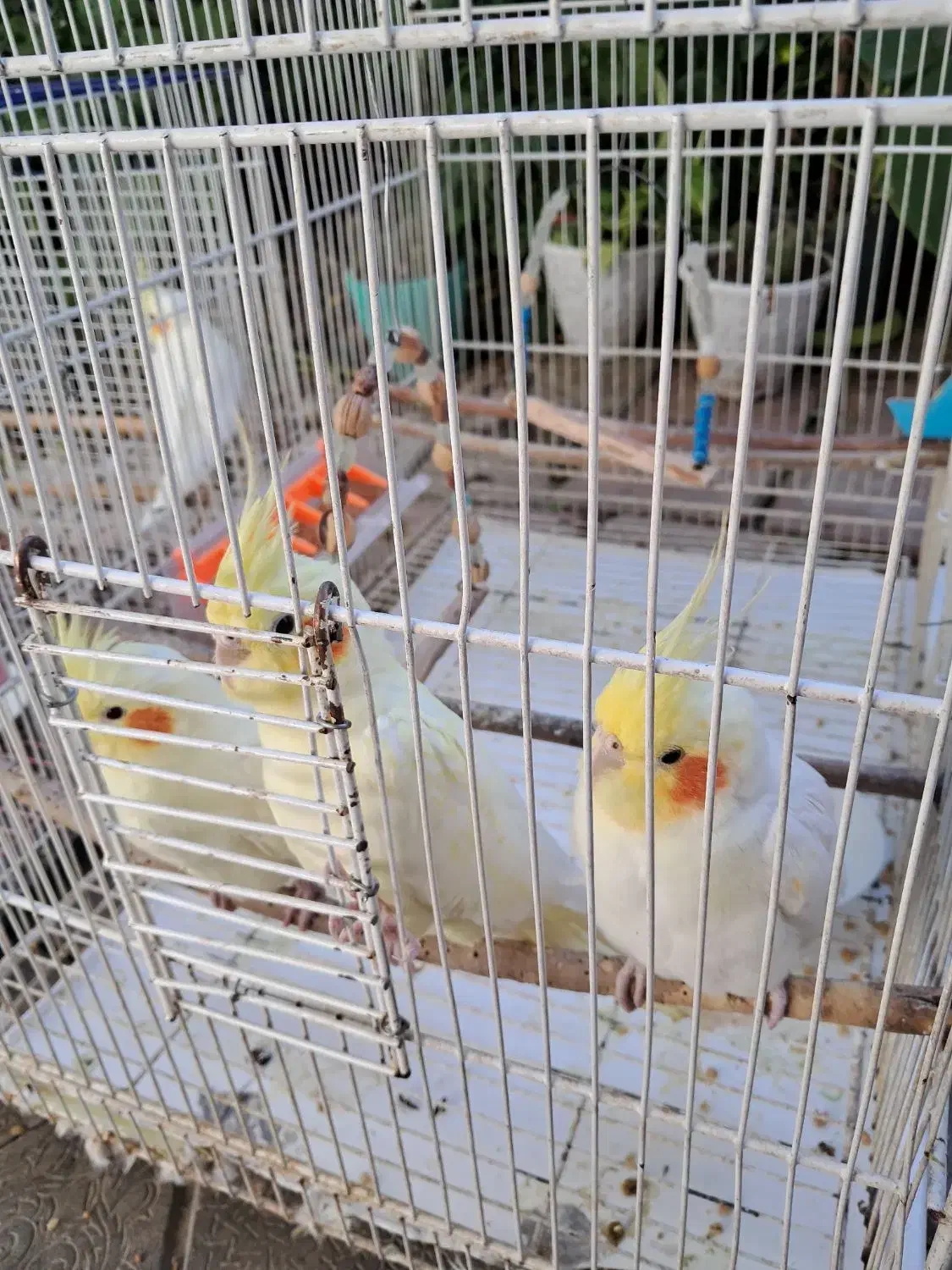 عروس هلندی لوتینو مولد دو جفت با دو جوجه|پرنده|قرق, |دیوار