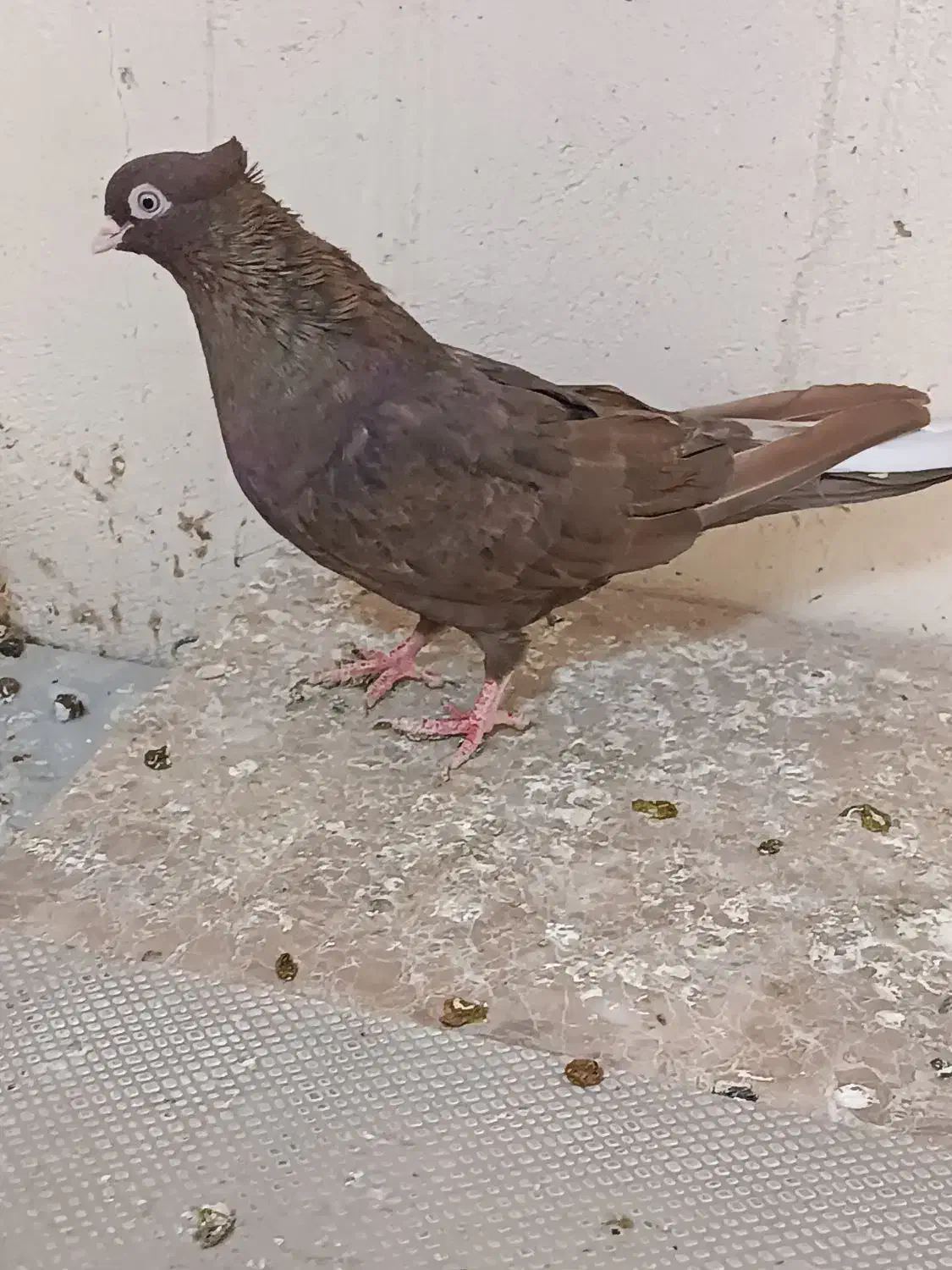 سوسنی و صرب|پرنده|مسجد سلیمان, |دیوار