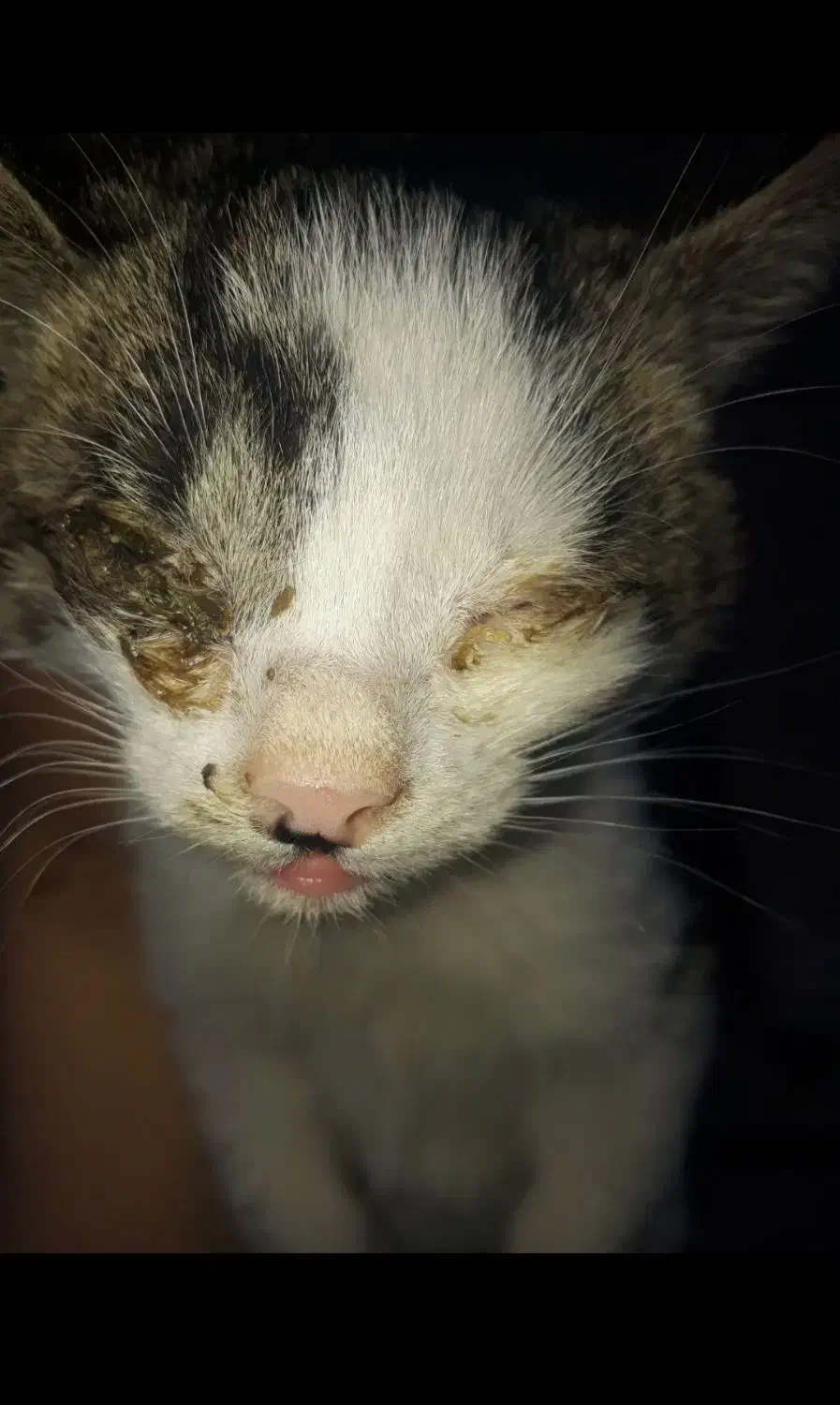 گربه شیرین|گربه|مراغه, |دیوار