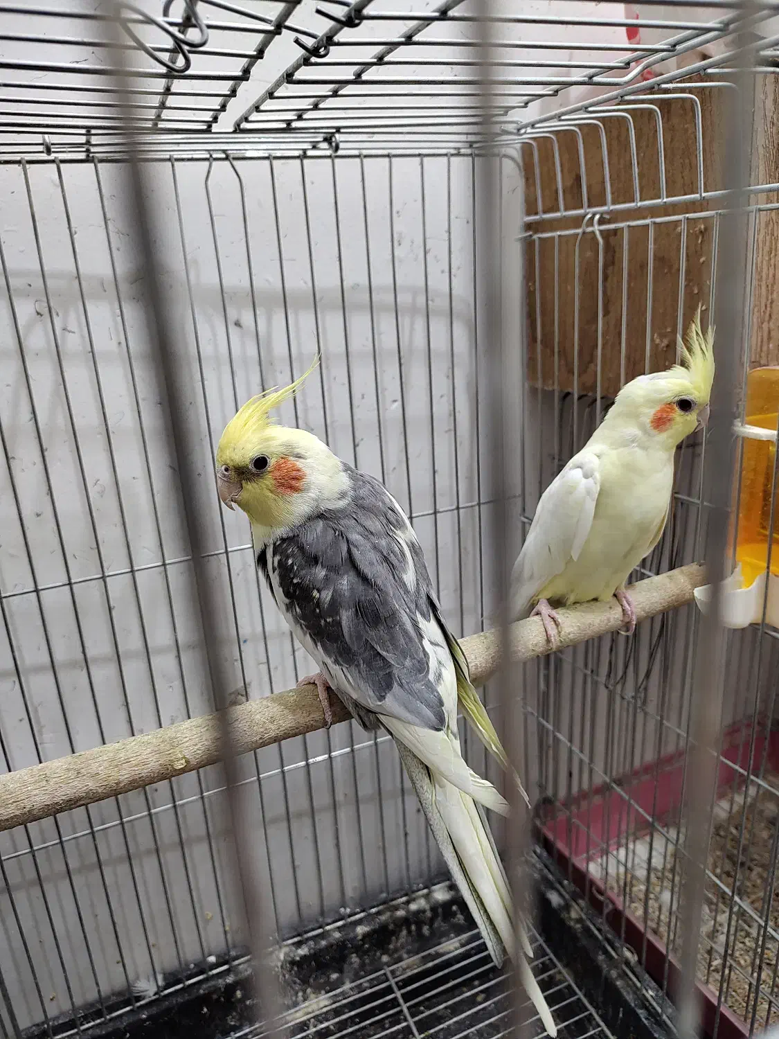 عروس هلندی|پرنده|سیرجان, |دیوار