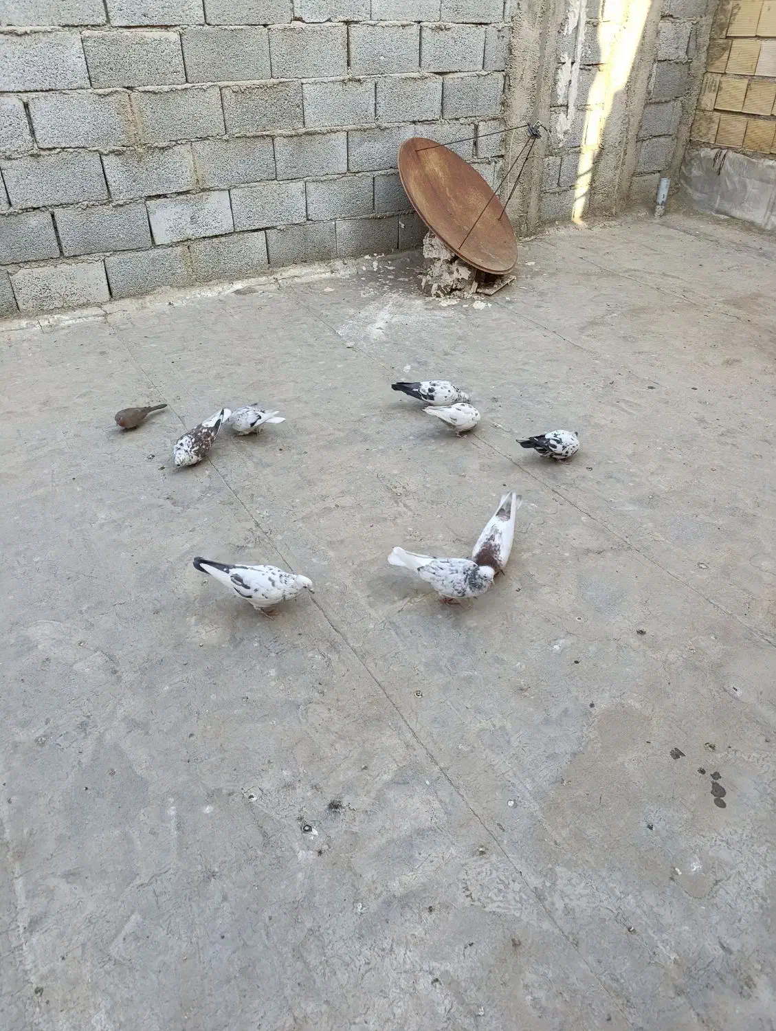 8عددکبوترخوب وعالی|پرنده|هشتگرد, سیف آباد|دیوار