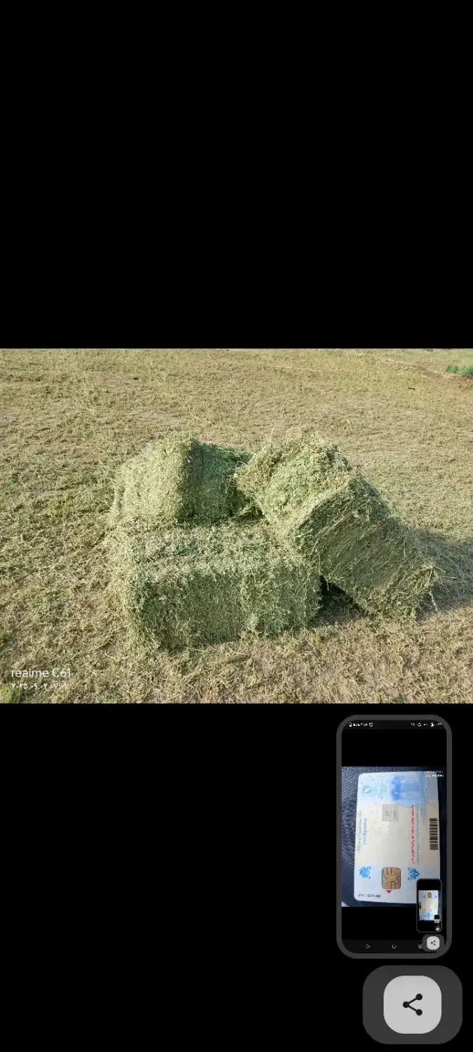 پرس یونجه ویونجه پودری|حیوانات مزرعه|سیرجان, |دیوار