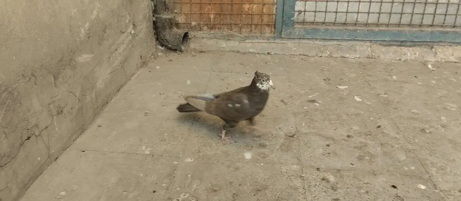 پرنده کبوتر|پرنده|تهران, مسعودیه|دیوار