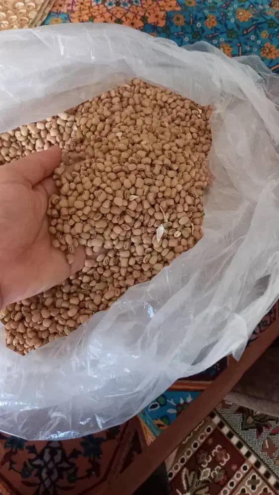 لوبیا چشم بلبلی وماشی|خوردنی و آشامیدنی|دره شهر, |دیوار