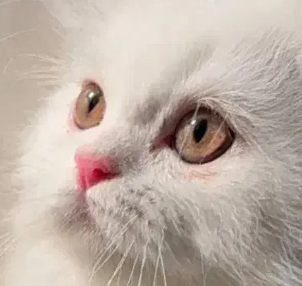 گربه پرشین اصیل|گربه|ری, ظهیرآباد|دیوار