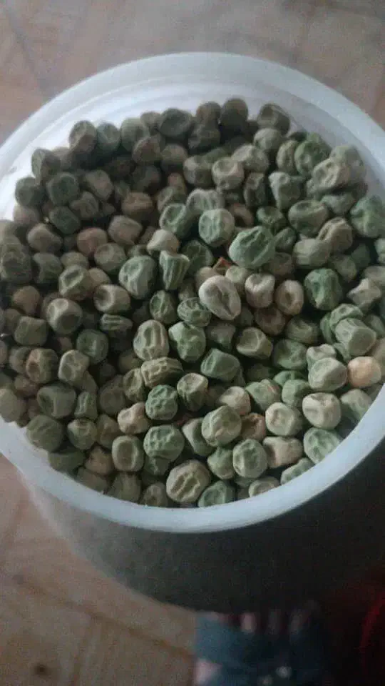 فروش بذرهای یونجه نخود فرنگی پیاز باقله لوبیا گندم|خدمات باغبانی و درختکاری|داراب, |دیوار