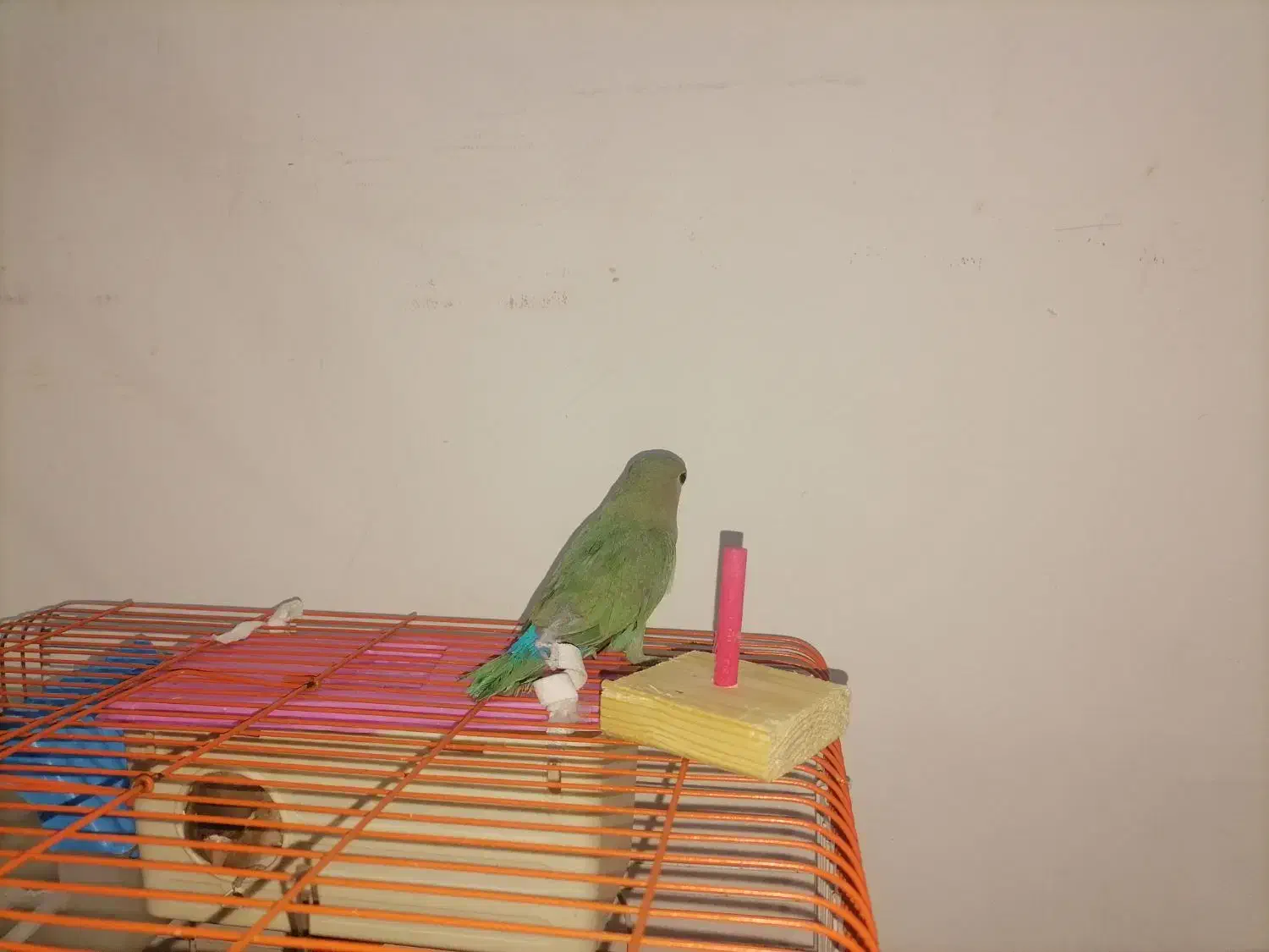 فروش ۲عدد طوطی برزیلی فیشر|پرنده|شهریار, شهرک وائین|دیوار