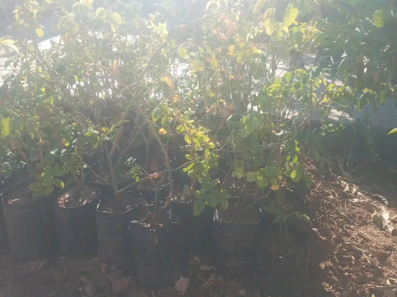 فروش گل محمدی|گل و گیاه طبیعی|فسا, |دیوار