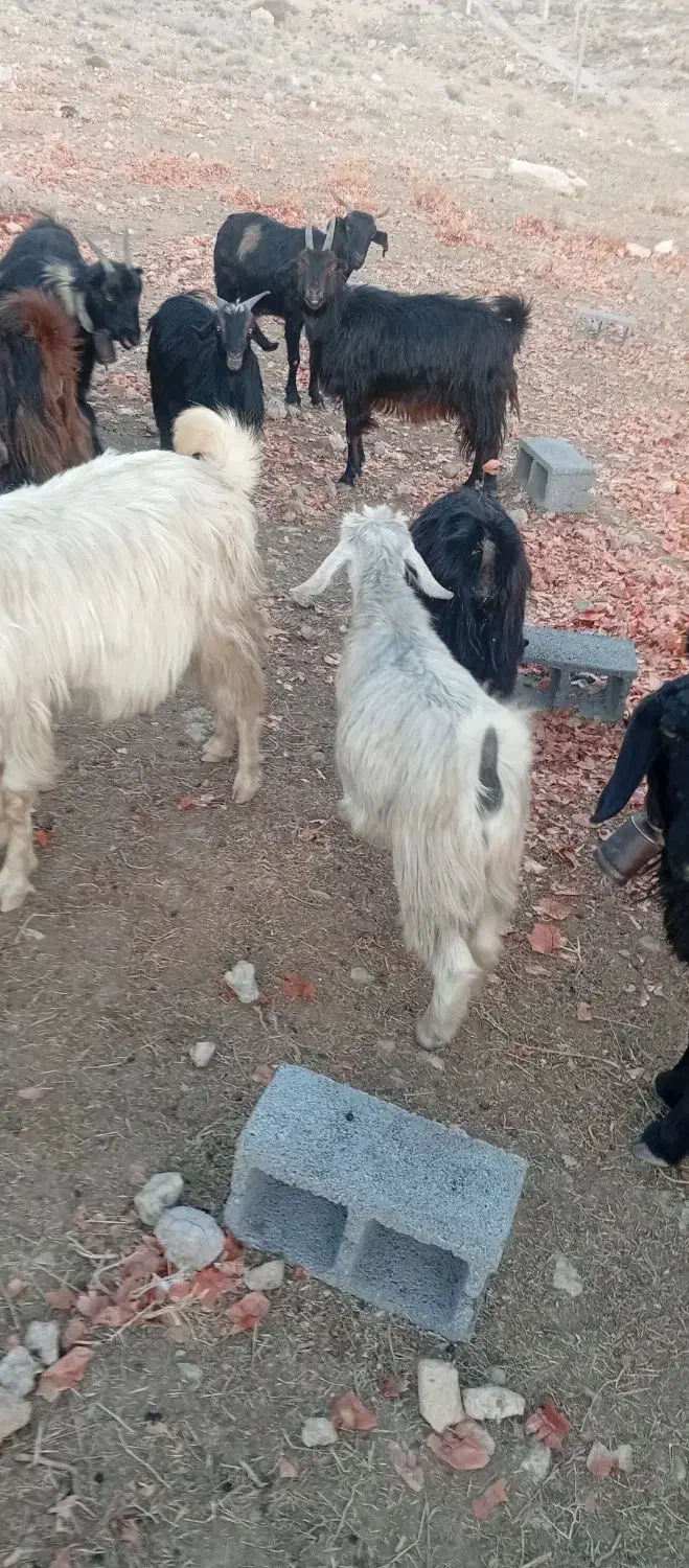 بزداشتی|حیوانات مزرعه|شیراز, حومه شیراز|دیوار