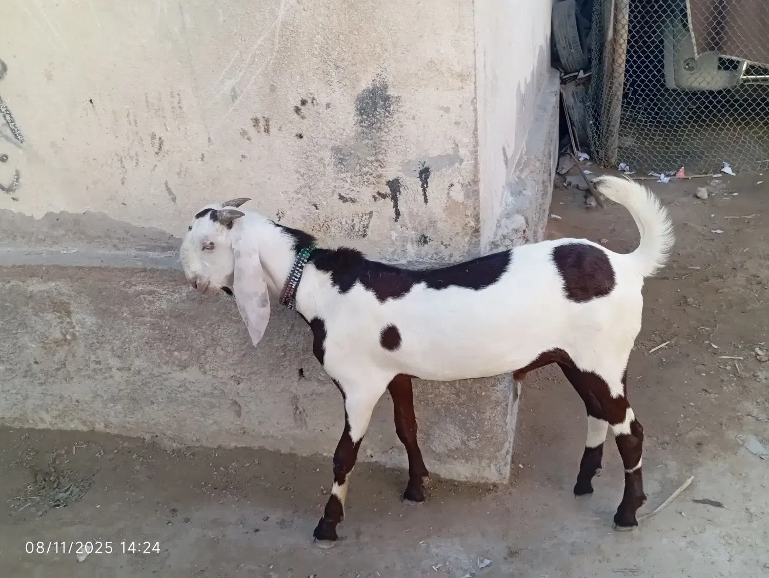 فروشی نر بز|حیوانات مزرعه|کنارک, |دیوار