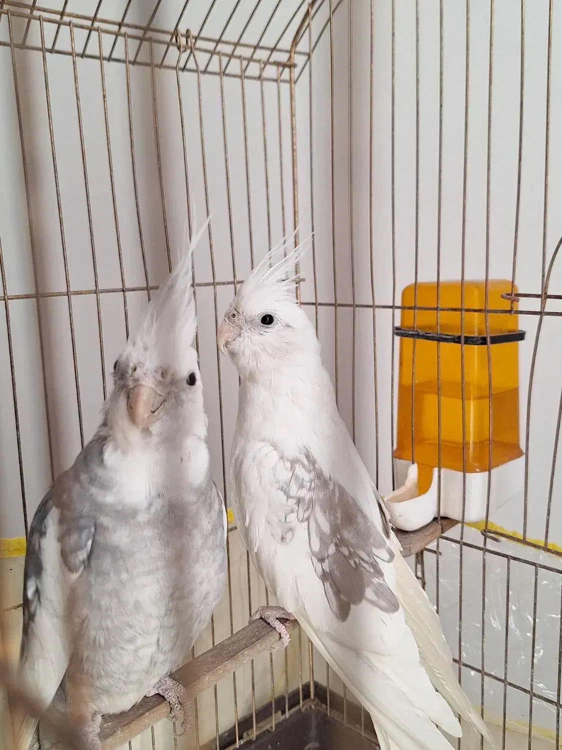 عروس هلندی|پرنده|سیرجان, |دیوار