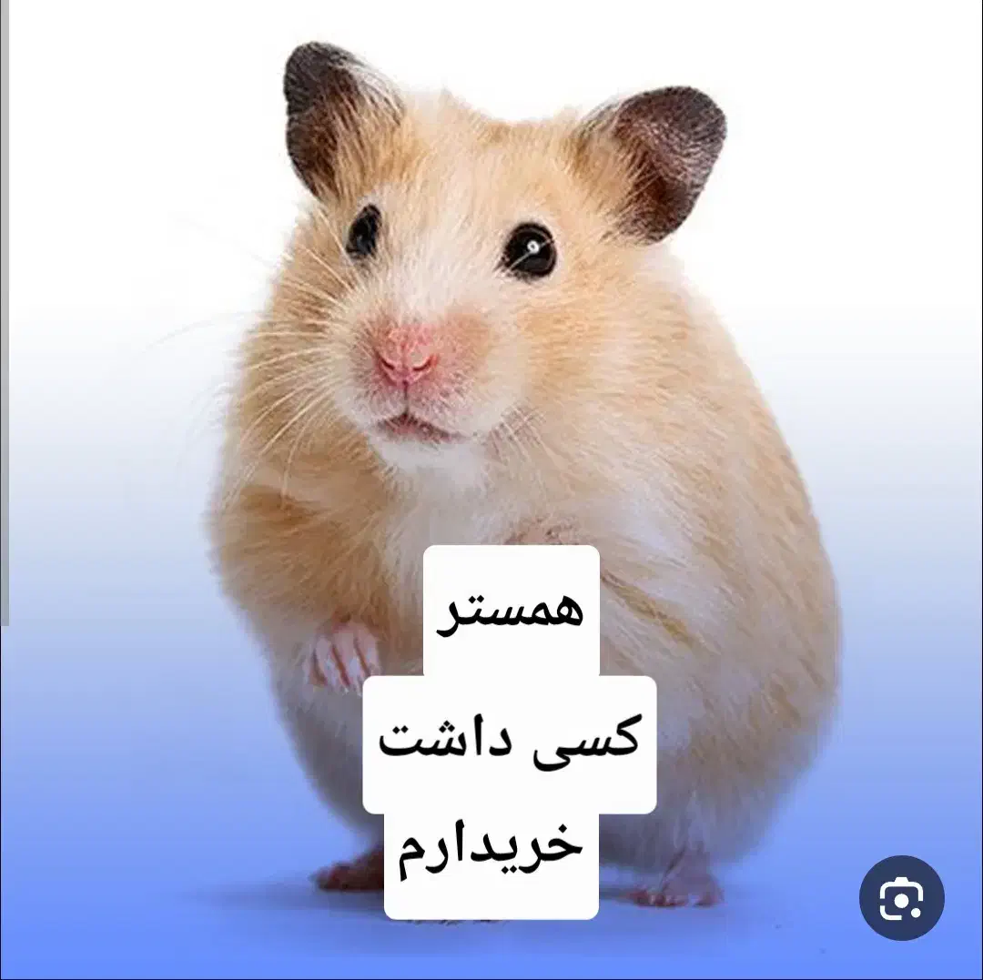 همستر مولد  تک|موش و خرگوش|خواف, |دیوار