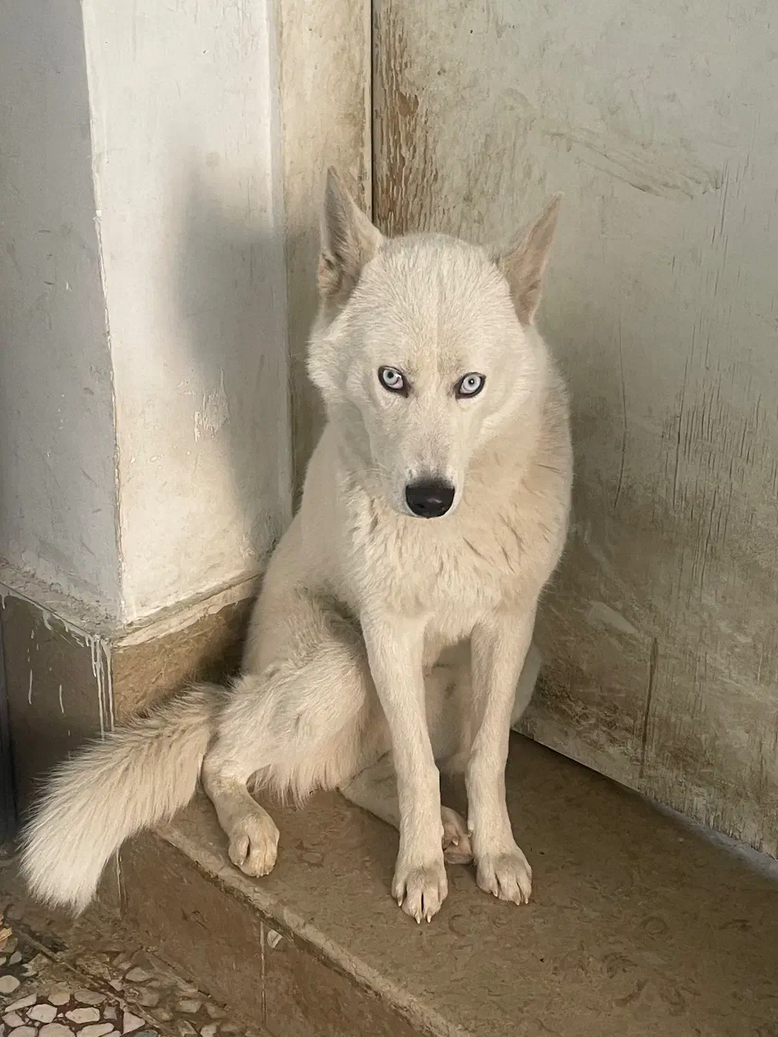 سگ هاسکی سیبرین اصیل چشم آبی|سگ|شیراز, گویم|دیوار