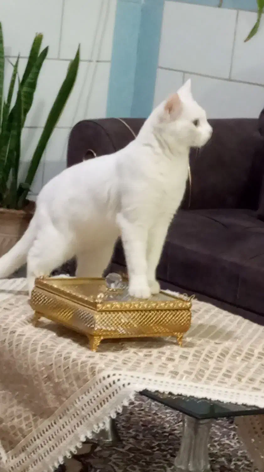 گربه پرشین|گربه|کرمان, |دیوار