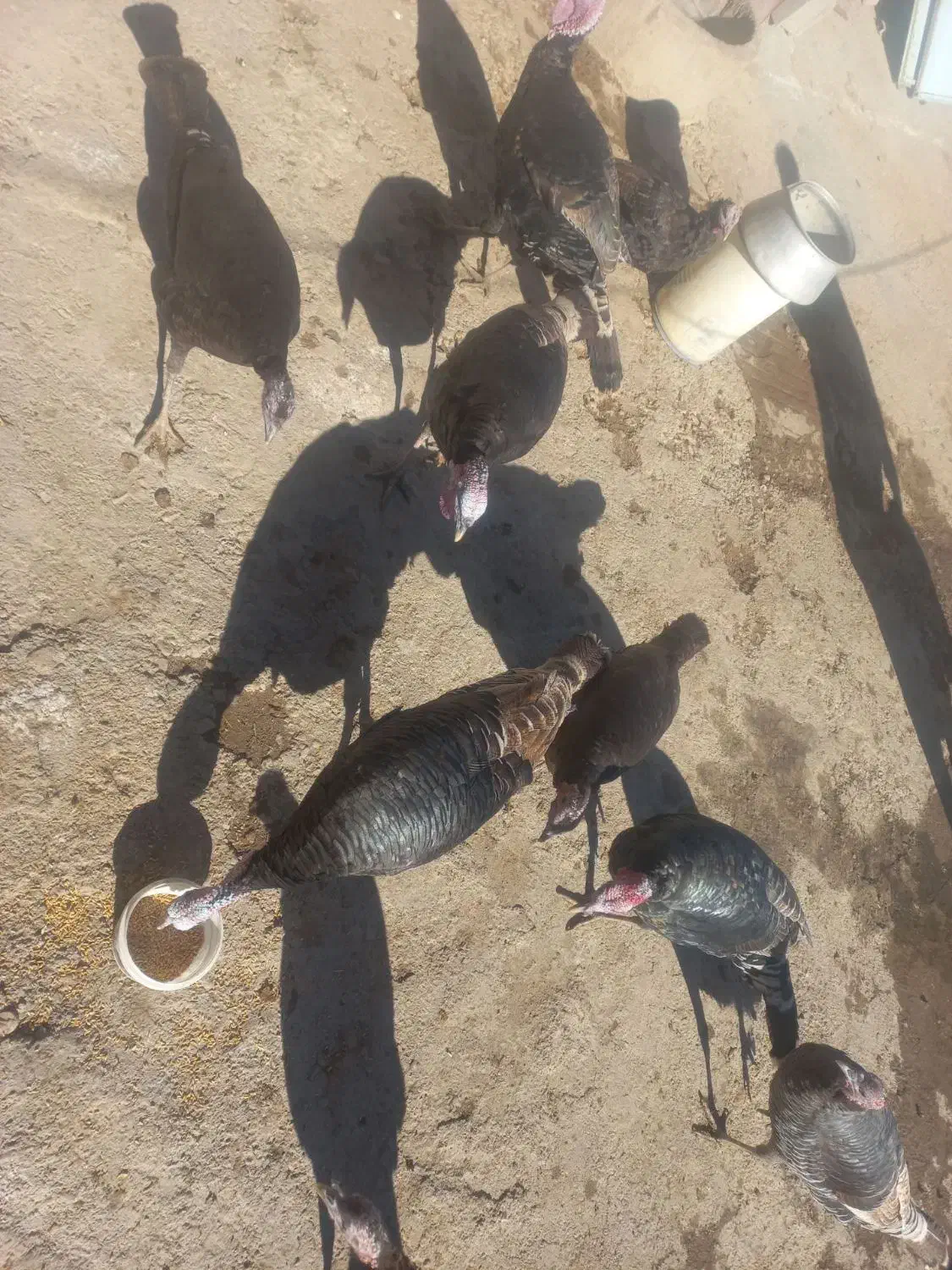 بوقلمون|حیوانات مزرعه|ماهیدشت, |دیوار