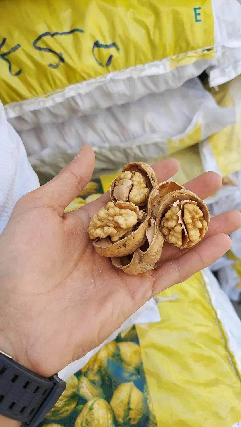 گردو پوست کاغذی|خوردنی و آشامیدنی|قم, شاه ابراهیم|دیوار