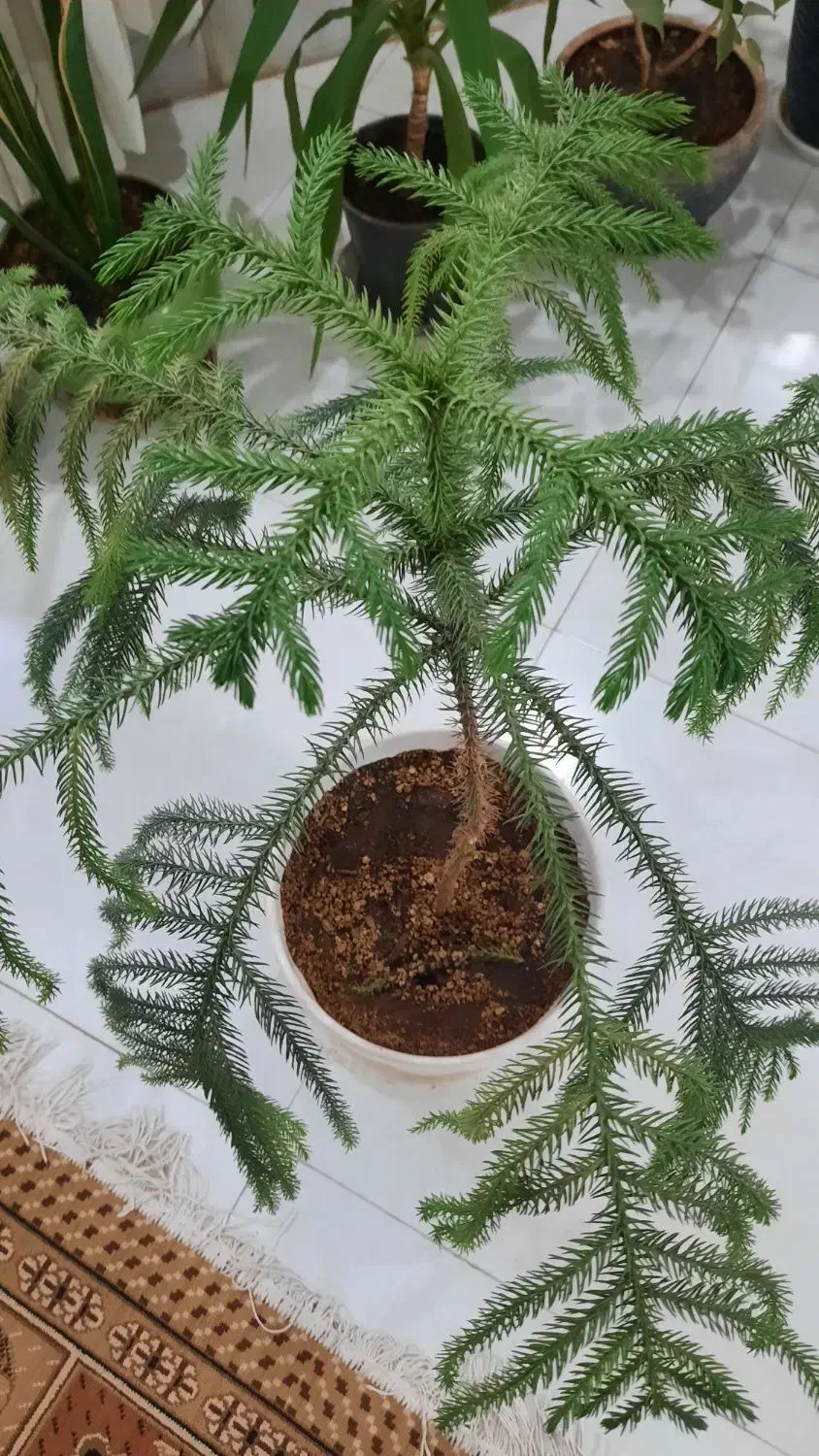 گل طبیعی|گل و گیاه طبیعی|تربت جام, والفجر|دیوار