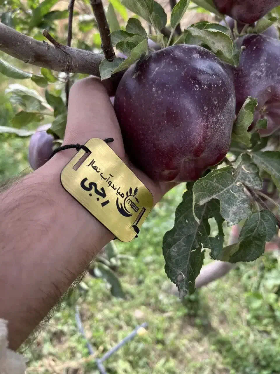 ارائه نهال سیب جرومین|خدمات باغبانی و درختکاری|اهر, |دیوار