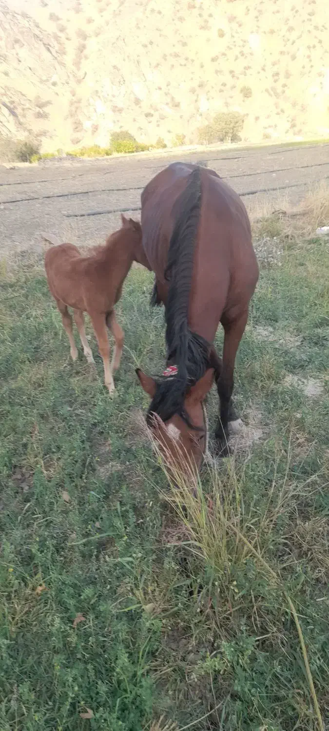 مادیان با کره نر|اسب و تجهیزات اسب‌سواری|شاهیوند, |دیوار