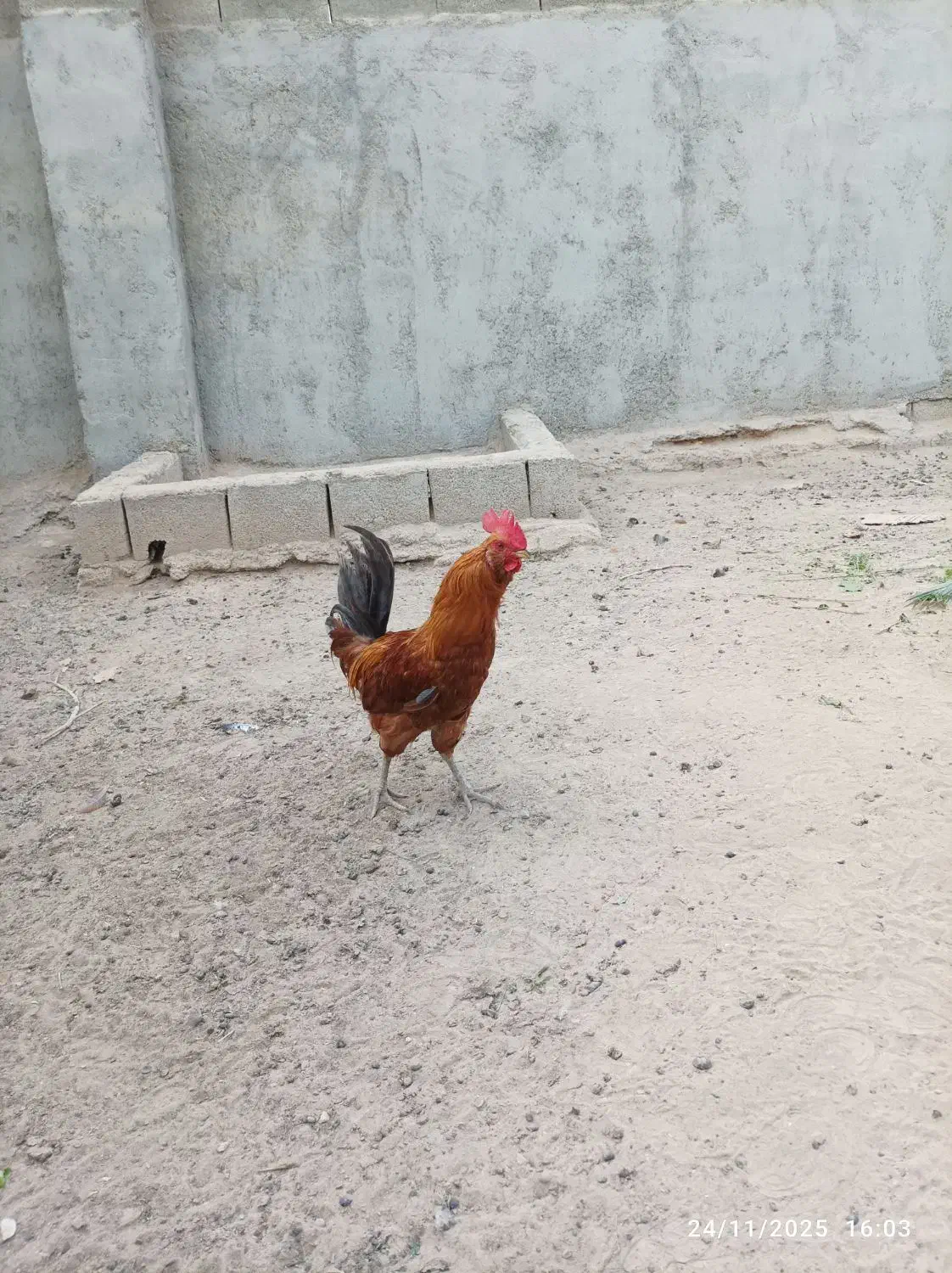 فروش خروس محلی|حیوانات مزرعه|بندر دیر, |دیوار