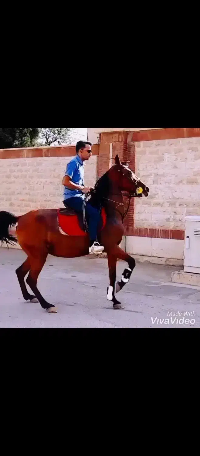 اسب مادیان درجه۱|اسب و تجهیزات اسب‌سواری|ری, علایین|دیوار