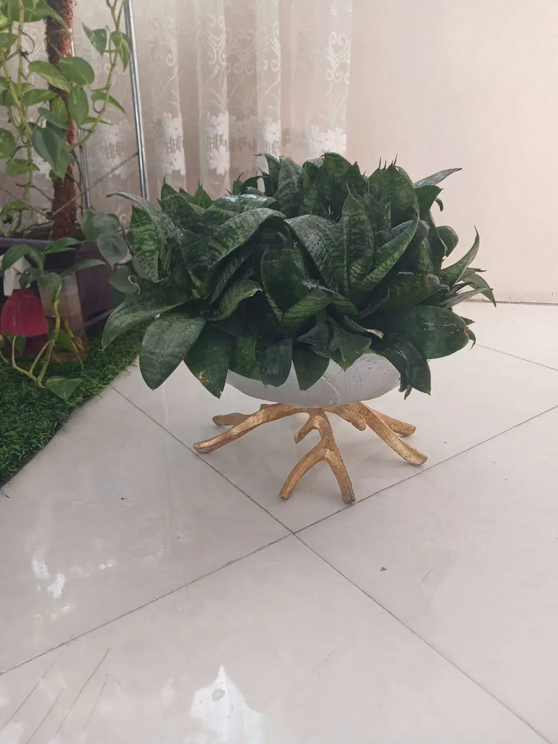 گل سانسوریا مهتابی ،پاکوتاه ، یوکا وآمستل،|گل و گیاه طبیعی|مشهد, بهاران|دیوار