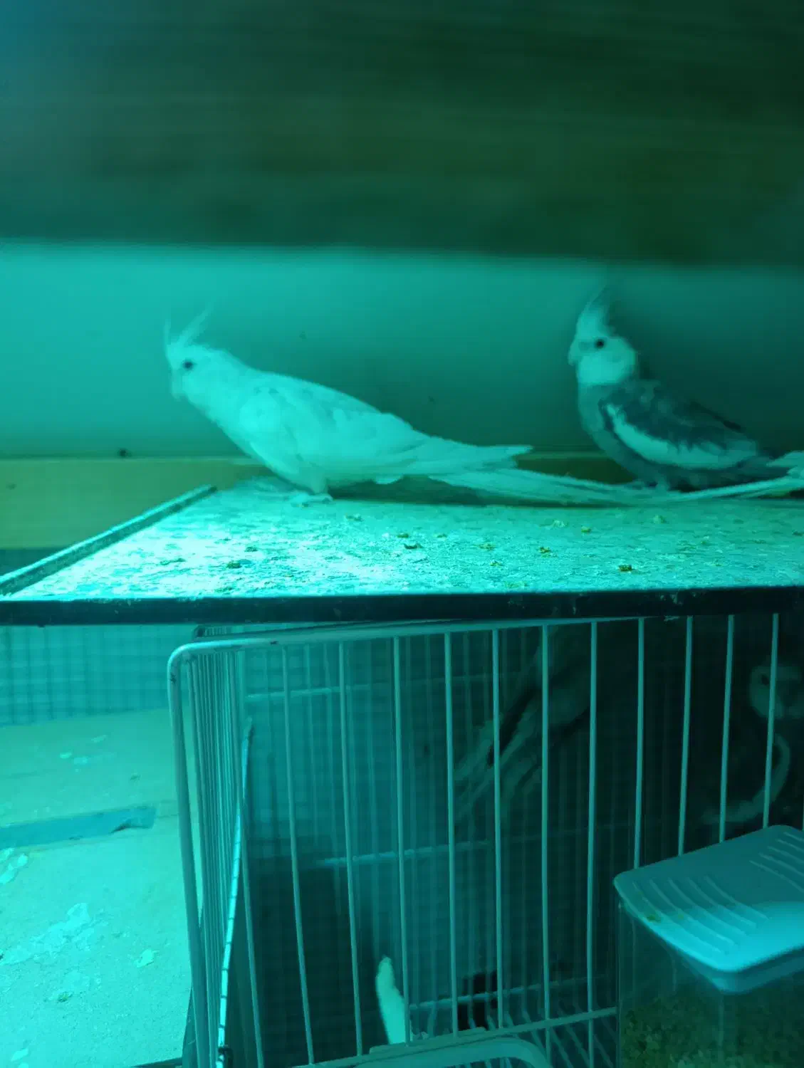 مایل به معاضه نیستم|پرنده|سراوان, |دیوار