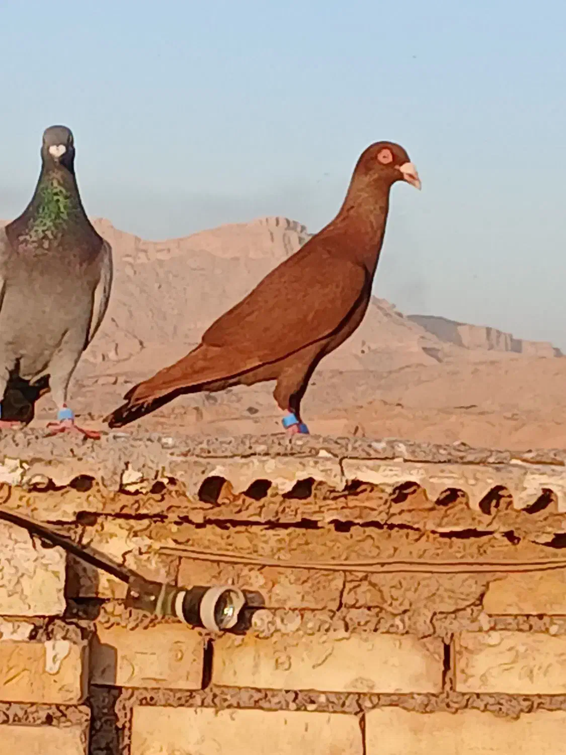 کبوتر|پرنده|شوشتر, |دیوار