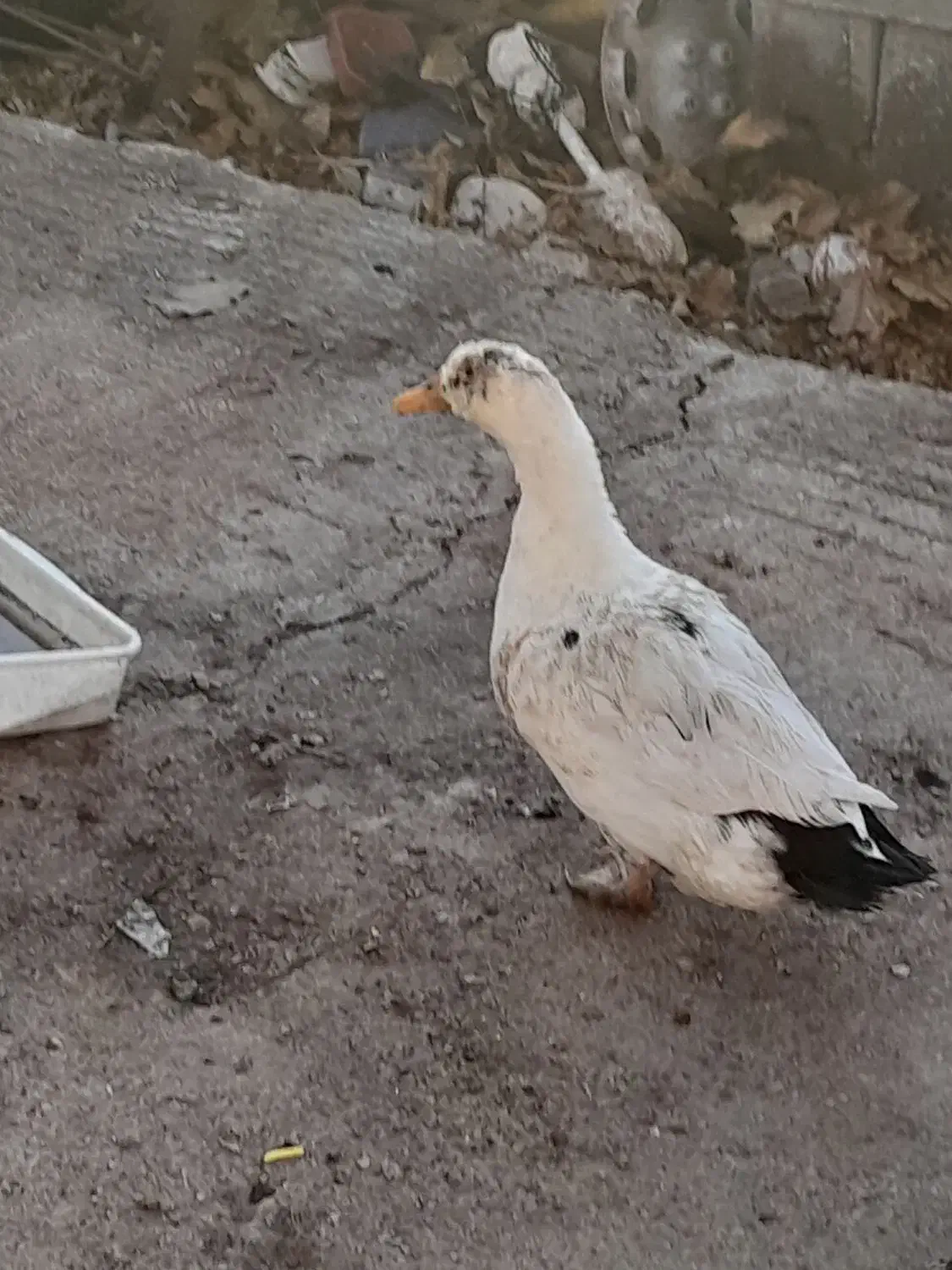 فروش دوعدد اردک یک عدد جوجه سلطان یک عدد غاز ماده|حیوانات مزرعه|یاسوج, |دیوار