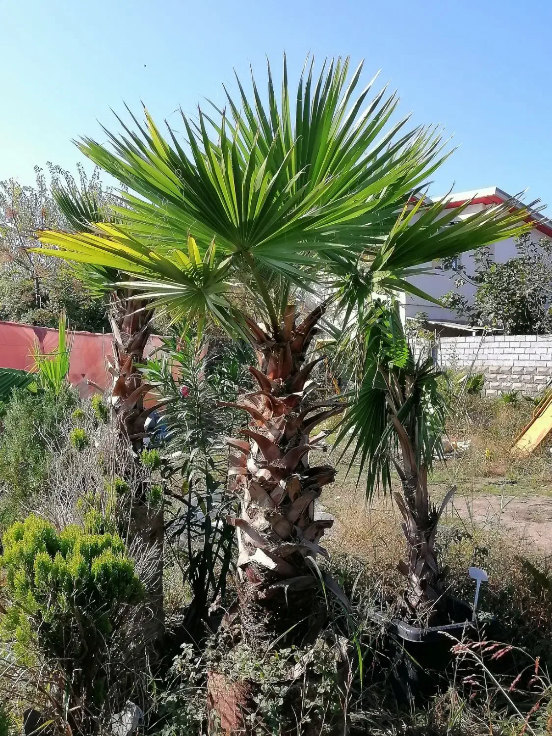 پالم واشینگتن|گل و گیاه طبیعی|سرخرود, |دیوار